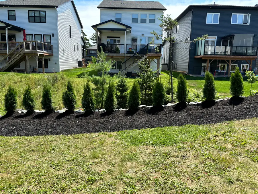 Row of young cedar trees planted in a long black mulch bed with stone edging behind a lawn — landscaping project in Halifax, Nova Scotia