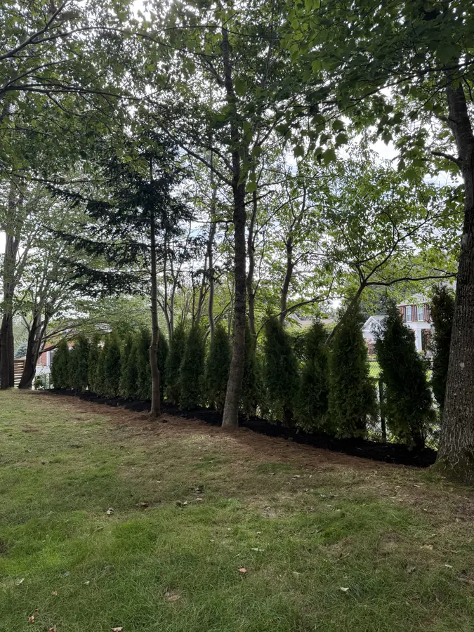 Row of young cedar trees planted in a black mulch strip along a lawn — landscaping project in Halifax, Nova Scotia