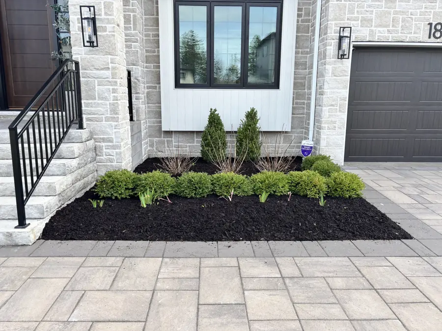 Black mulch bed with shrubs and cedars beside an interlocking paver walkway and stone steps — landscaping project in Halifax, Nova Scotia